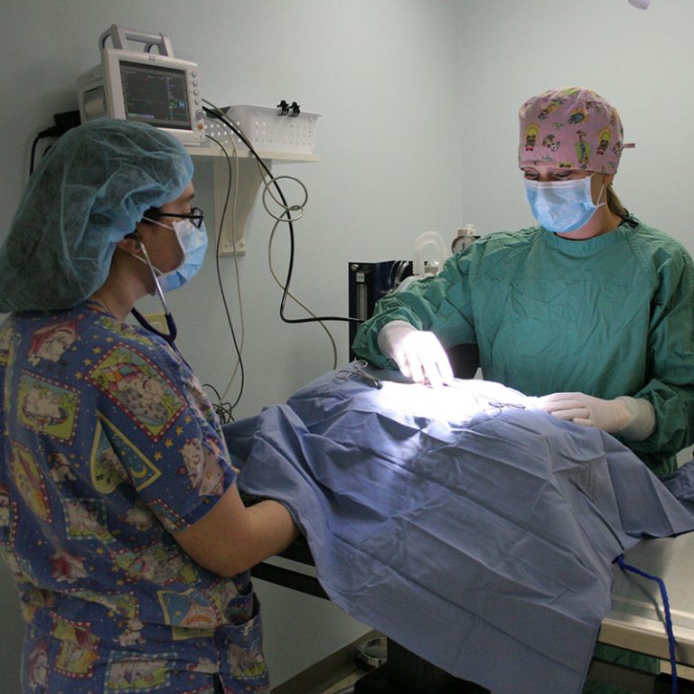 Home HanoverView Animal Hospital