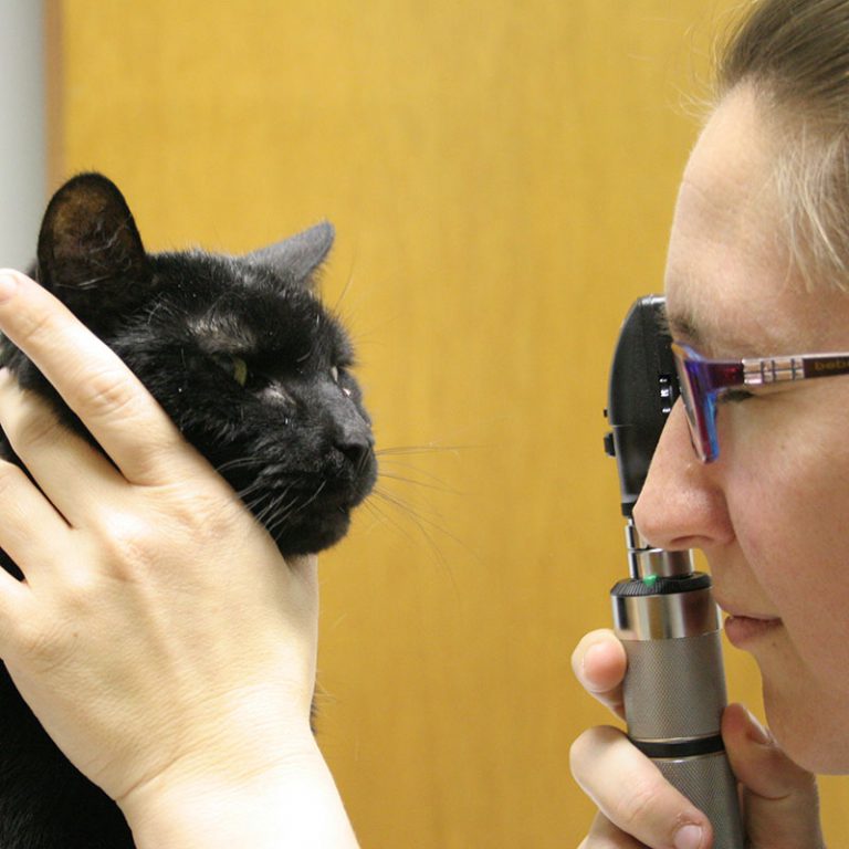 Home HanoverView Animal Hospital